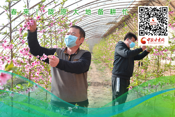 海報丨春來！隴原大地春耕忙