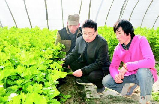 定西：防疫生產(chǎn)兩不誤蔬菜大棚春意濃