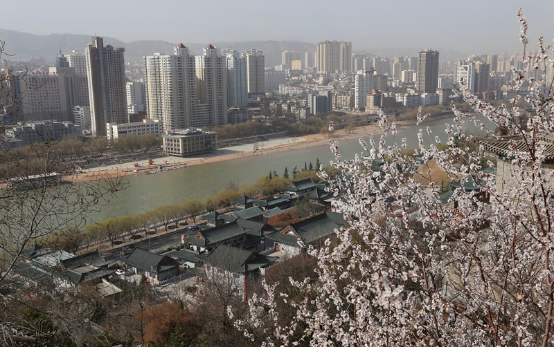 【春暖花開·蘭州】白塔層巒覓花海 一場春雨一城春 