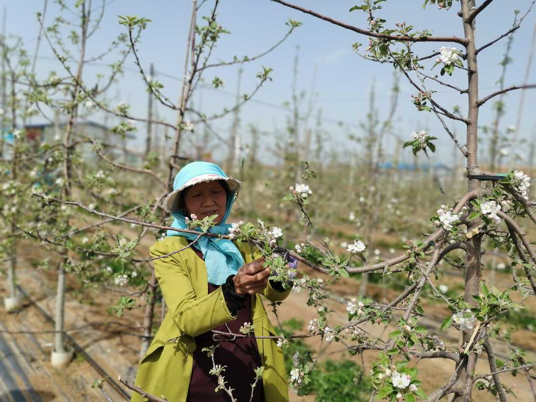 甘肅平?jīng)鲮`臺縣：“紅娘”搭橋 勞務輸轉(zhuǎn)助脫貧