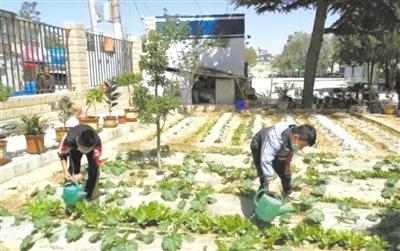 蘭州五星坪小學(xué)：校園“開心農(nóng)場” 體驗(yàn)種植快樂