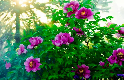 【“甘味”故事】“百花王”駕到！國色傾城正當時