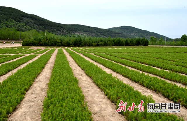 【甘肅生態(tài)環(huán)保媒體行】華池縣大鳳川林場(chǎng)：苗木繁育鼓起山區(qū)群眾錢袋子