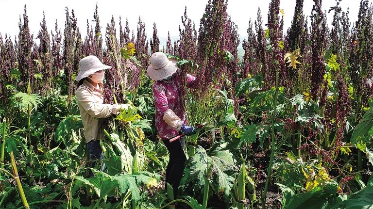 臨夏州康樂縣是全省17個中藥材重點(diǎn)種植大縣之一