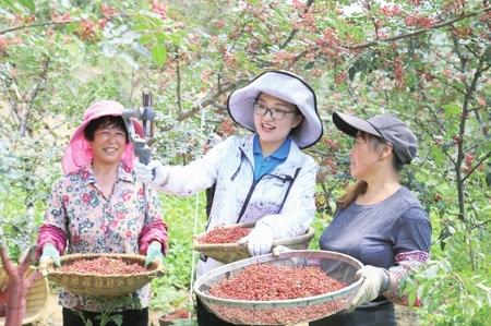 隴南武都：百萬(wàn)畝花椒豐收 直播銷售助農(nóng)增收