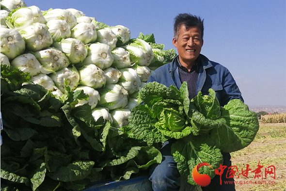 靖遠(yuǎn)：秋菜收 菜農(nóng)樂