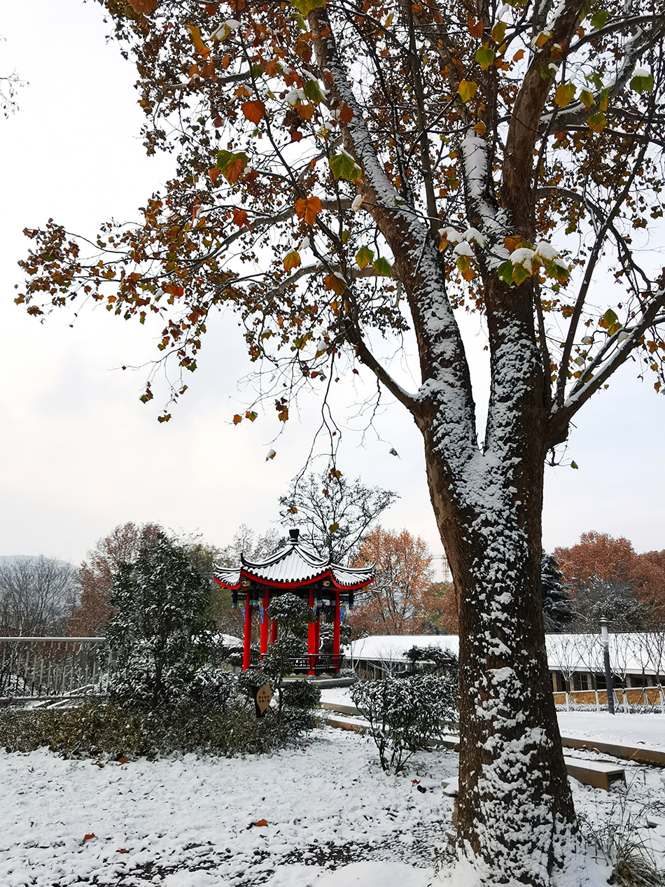 高清大圖|天水弘文園初雪，你喜歡嗎？