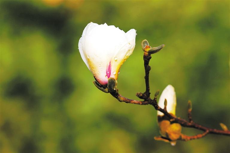 春綠隴原 花開蘭州 這份賞花清單您收好