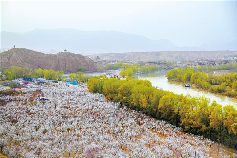 甘肅旅游丨唐汪杏花開 楚楚等君來 在這里賞花看丹霞，美哉！