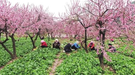 隴南：無限風(fēng)光在田野