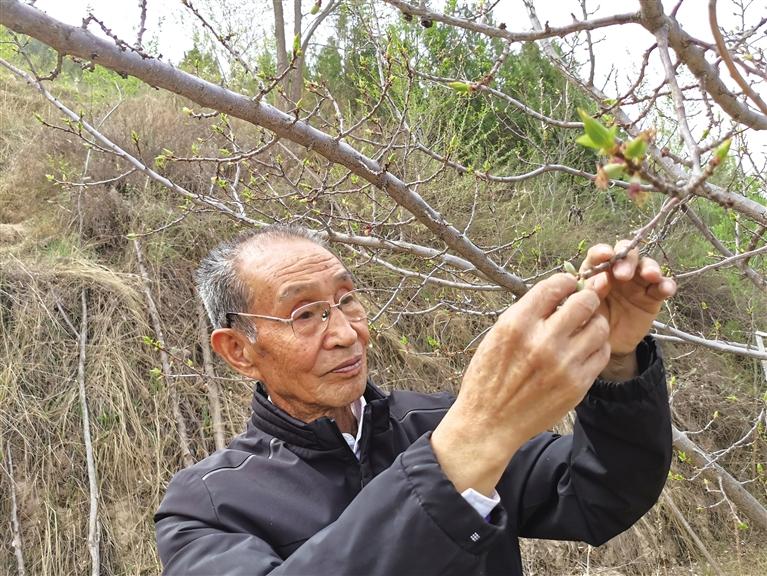 誓把荒山變青山 蔡仁智三十八載播綠守林長(zhǎng)洼山