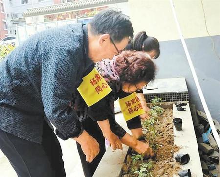 【微金城】“共享小菜園”讓鄰里更親近