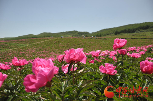 武威2000畝芍藥花海美翻萬千游客（圖）