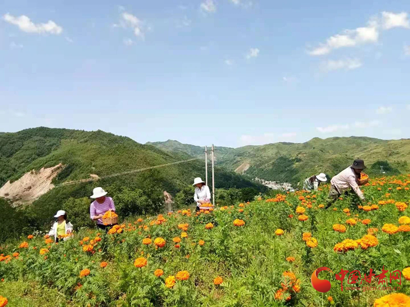 【小康圓夢·看甘肅】西和：萬壽菊迎豐收 花農(nóng)采摘笑開顏