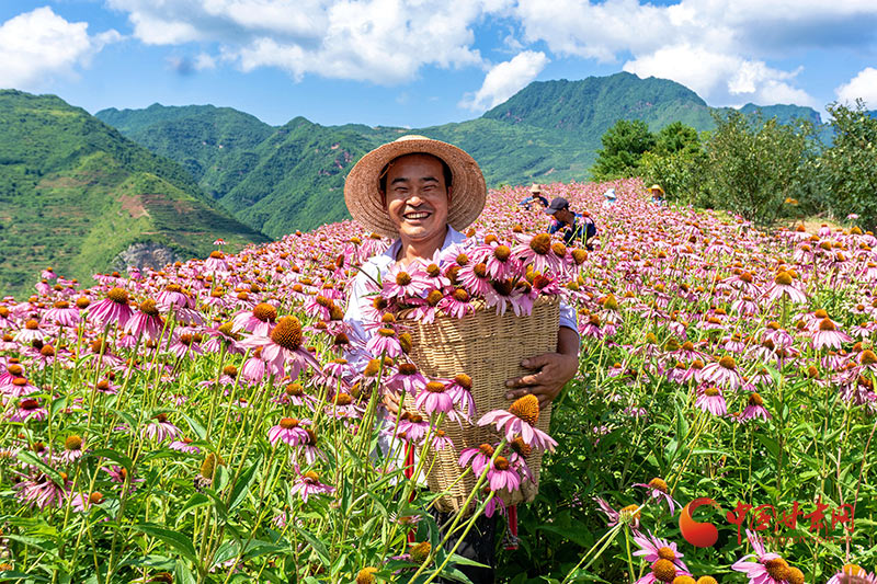 【小康圓夢·看甘肅】康縣平洛鎮(zhèn)：紫錐菊喜迎豐收 花農(nóng)采摘笑開顏