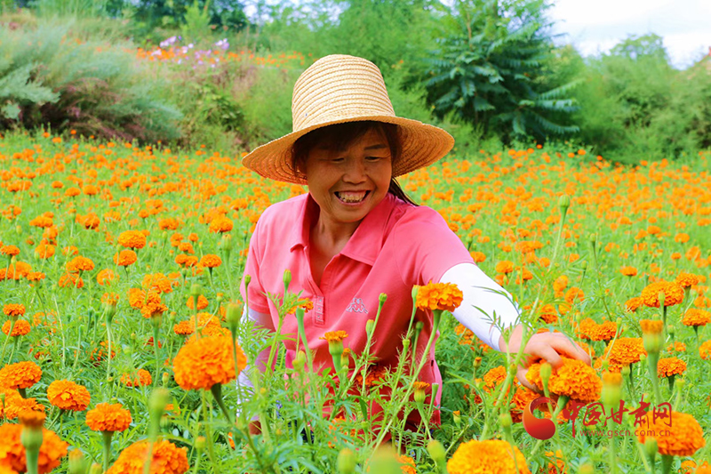 【小康圓夢·看甘肅】禮縣：千畝菊花齊綻放 百戶花農(nóng)喜增收