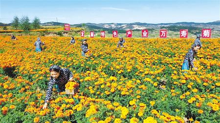 天水清水縣松樹鎮(zhèn)3000畝萬壽菊進入盛花期