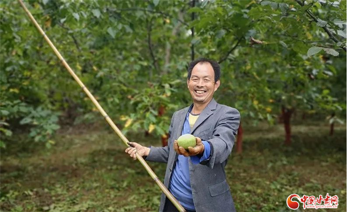 【小康圓夢·看甘肅】碩果累累綴枝頭 隴南成縣核桃成村民“搖錢樹”