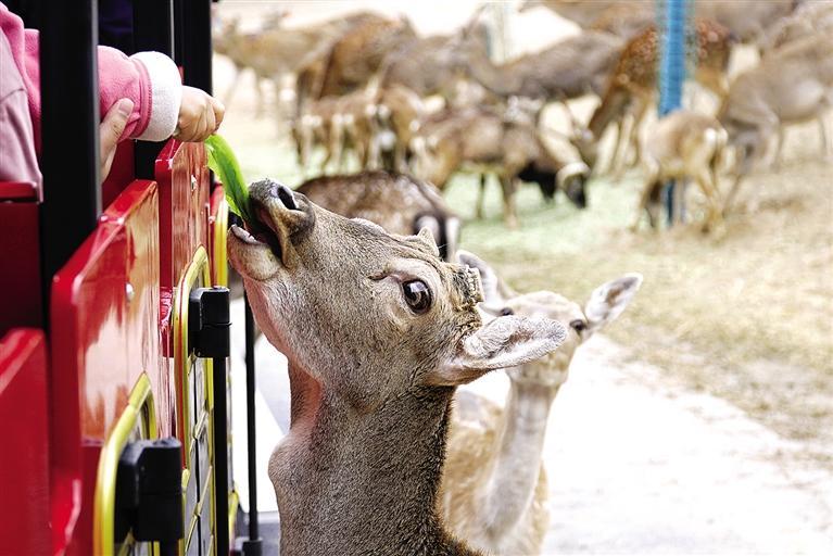 蘭州野生動(dòng)物園試開(kāi)園優(yōu)惠期門票68元