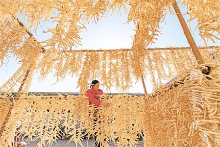 隴南成縣陳院鎮(zhèn)武山村農(nóng)民在加工晾曬桔梗