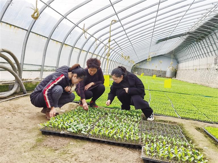 不負春光忙春耕 皋蘭縣今年計劃完成農(nóng)作物總播種面積26萬畝