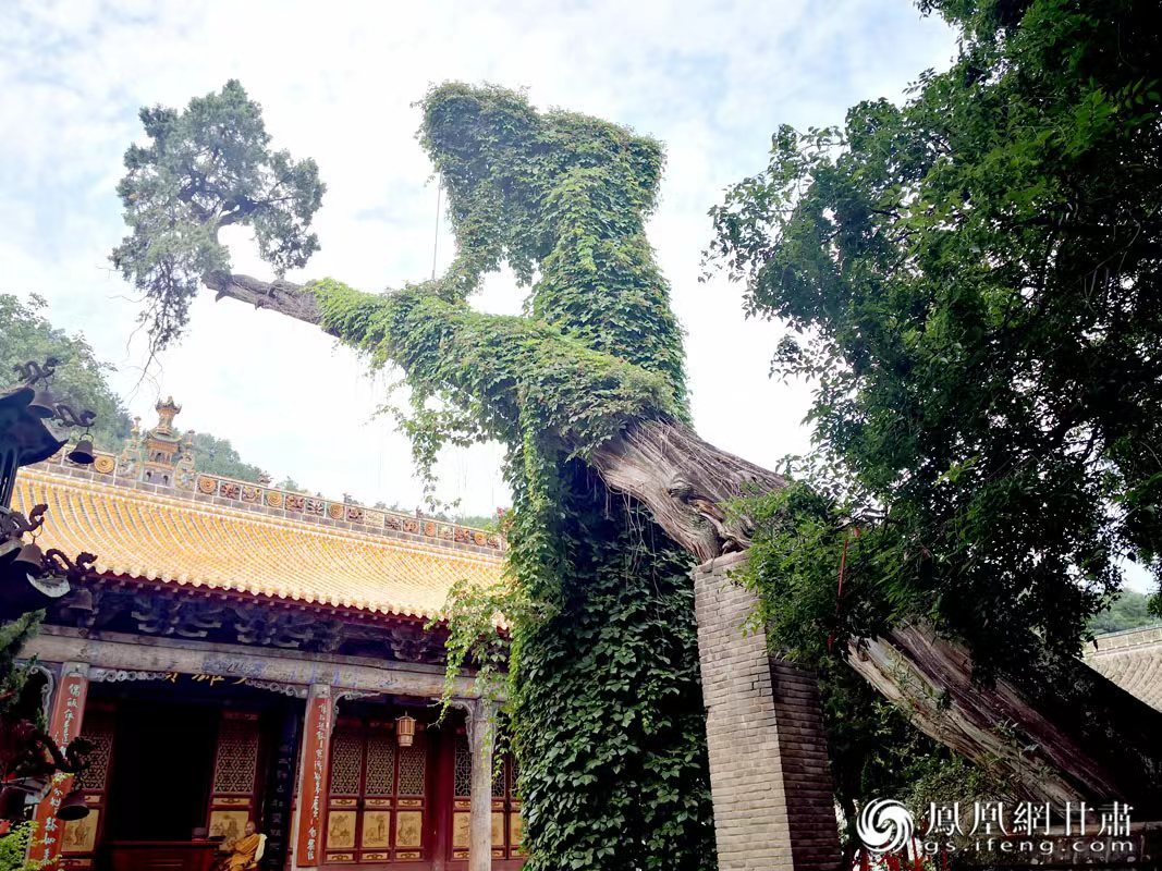 “山頭南郭寺，水號北流泉。老樹空庭得，清渠一邑傳?！倍鸥υ娭械摹袄蠘洹?，指的就是這株春秋古柏，為南郭寺的“鎮(zhèn)寺之寶”。胡江 攝