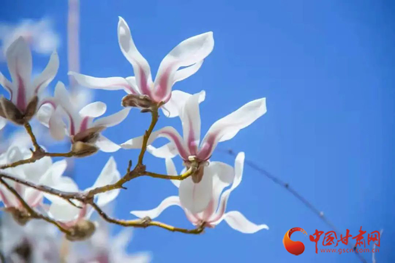 【百花綻放秀甘肅】春來校園芳菲三月天