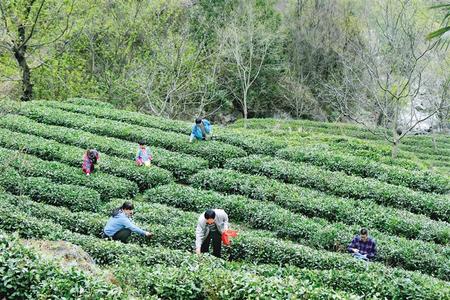 隴南康縣陽壩鎮(zhèn)花巖溝村茶農(nóng)在采摘春茶