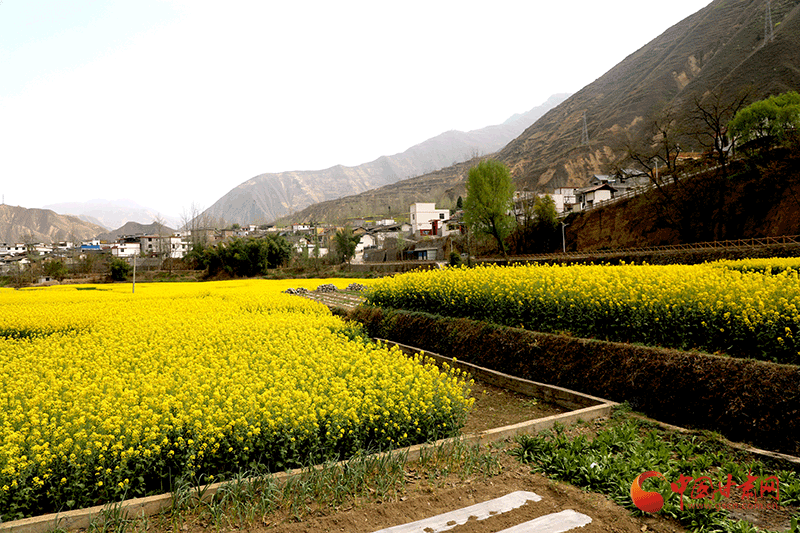 文縣石坊鎮(zhèn)：發(fā)展產(chǎn)業(yè)繪就鄉(xiāng)村新圖景