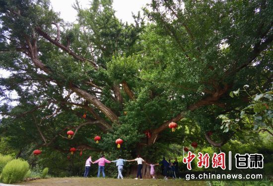 隴南徽縣境內(nèi)最古老的銀杏樹。當(dāng)?shù)貍髡f，它已有千年樹齡。（資料圖）殷春永 攝
