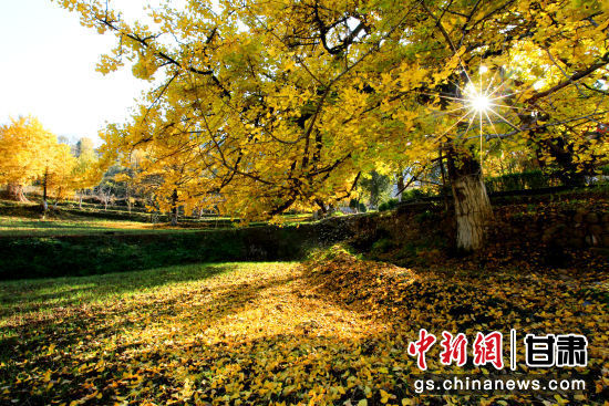 隴南徽縣銀杏樹最美的時候，當(dāng)屬每年的10月至11月。圖為樹葉已染黃的銀杏樹。張承榮 攝