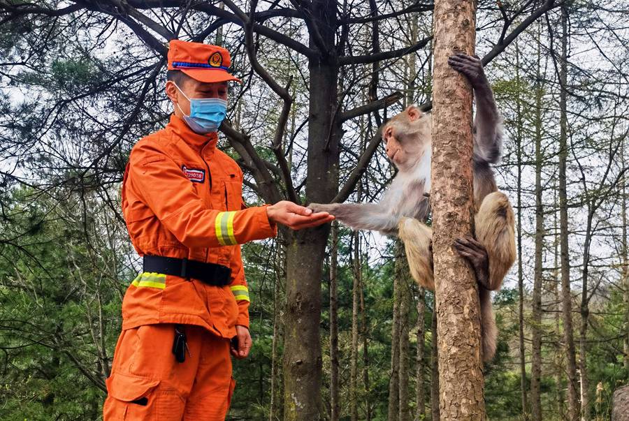 【甘快看】嗨！你好！甘肅隴南森林消防員巡護(hù)途中偶遇野生獼猴群