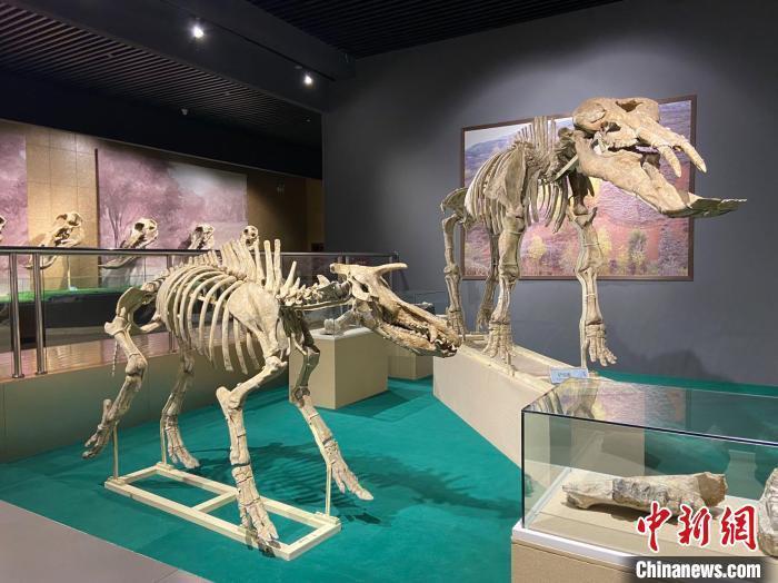 圖為5月底，和政縣古動物化石博物館內(nèi)修復后的古生物化石?！「哒?攝
