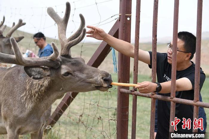 圖為游客在肅南縣馬鹿養(yǎng)殖場內體驗喂鹿。　楊艷敏 攝