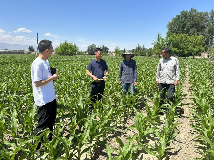 臨澤縣蓼泉鎮(zhèn)紀(jì)委工作人員深入田間地頭，現(xiàn)場(chǎng)了解玉米制種長(zhǎng)勢(shì)和產(chǎn)業(yè)發(fā)展情況。.jpg