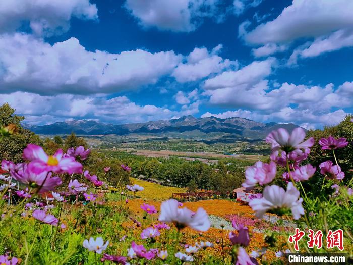 圖為盛夏時節(jié)的油嘴灣“花?！薄！∈茉L者供圖