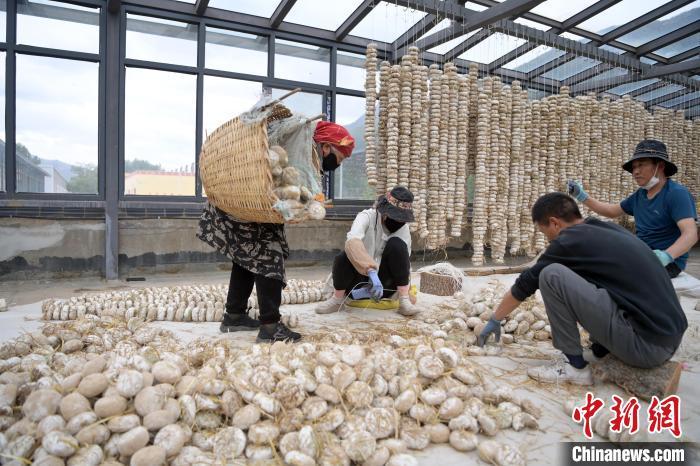 5月10日，甘肅省甘南藏族自治州迭部縣一青稞酒廠，工作人員用青稞面和青稞草等制成的曲坯用繩子串起來，方便掛起來曬干。九美旦增　攝