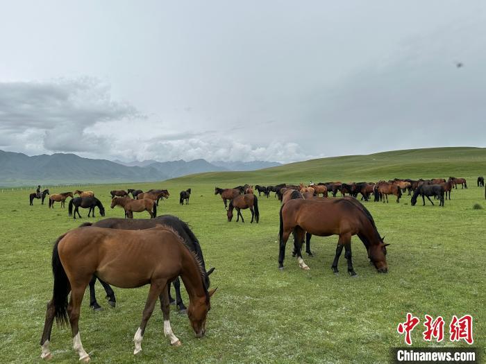 7月中旬，在山丹馬場草原上吃草的“山丹馬”?！〈魑牟?攝