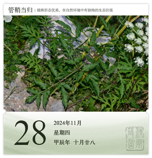 箴歷日歷11-28.png