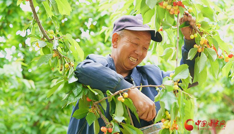 成縣：一顆大櫻桃?guī)А凹t”富民大產(chǎn)業(yè)