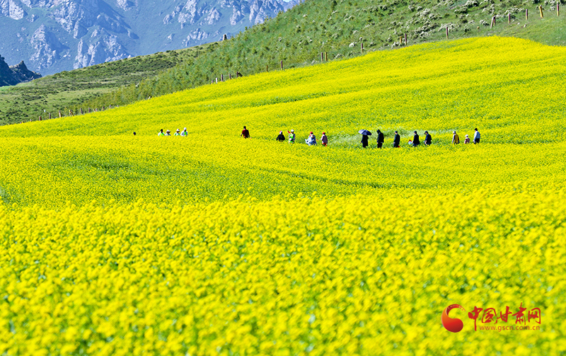 民樂(lè)：油菜花開引客來(lái) 農(nóng)旅融合促發(fā)展