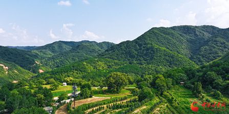 平?jīng)龀缧牛菏⑾臅r(shí)節(jié) 古槐花開