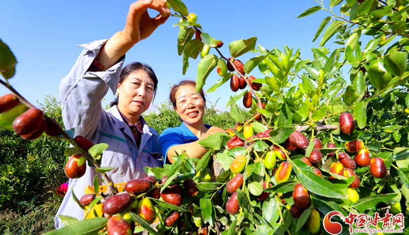 隴拍客丨臨澤：“三北”工程8萬(wàn)多畝紅棗采摘忙