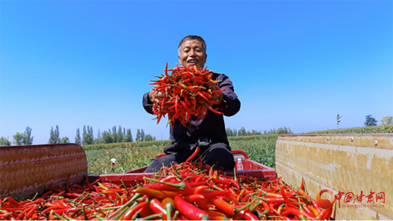 靈臺(tái)：紅火產(chǎn)業(yè)奏響鄉(xiāng)村振興增收樂(lè)章