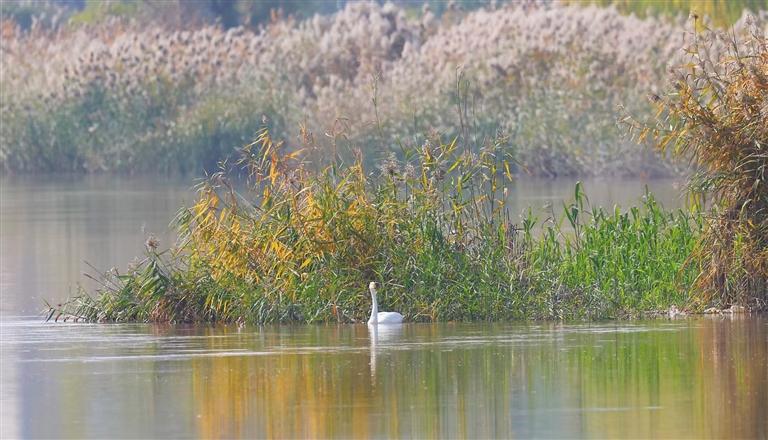 今年首只越冬大天鵝